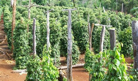 Anda bisa menggunakan semua gambar dari galeri ini untuk keperluan anda, menggunakannya secara bebas. Peluang Usaha Budidaya Merica Dan Analisa Usahanya - Agrowindo