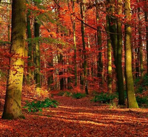 335 Best Images About Autumn Splendor On Pinterest Trees Autumn