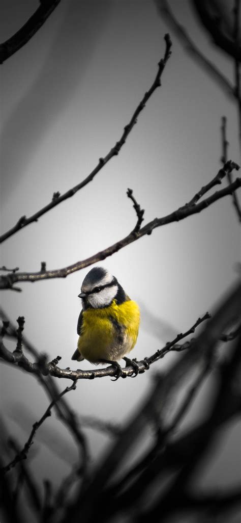 1125x2436 Little Yellow Bird 5k Iphone XS,Iphone 10,Iphone ...