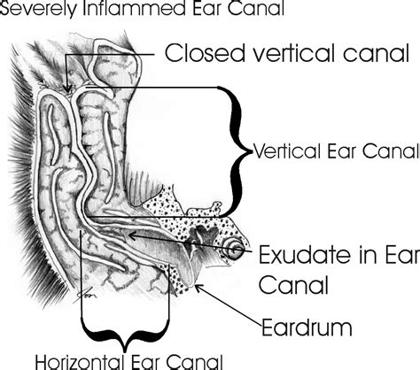 Even mild symptoms should be treated because they can. Pet Ear Surgical Therapy | Safari Veterinary in League ...