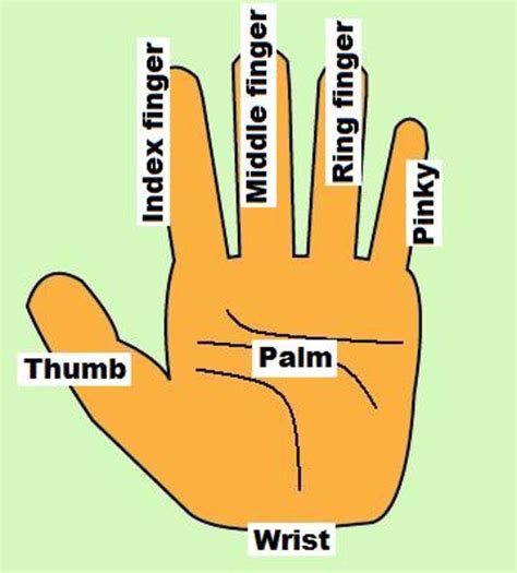 Facts About Hand Fingers