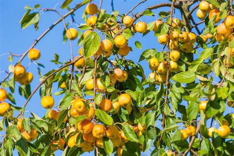 Easy Tips For Growing Fruit Trees In Texaswells Brothers