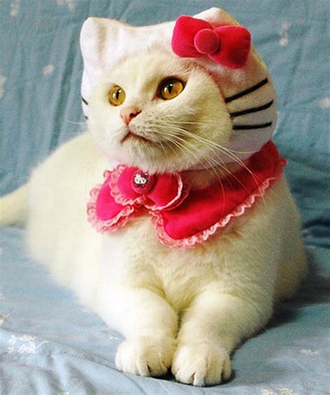 15 Hilarious Cats In Costumes Kitty Bloger