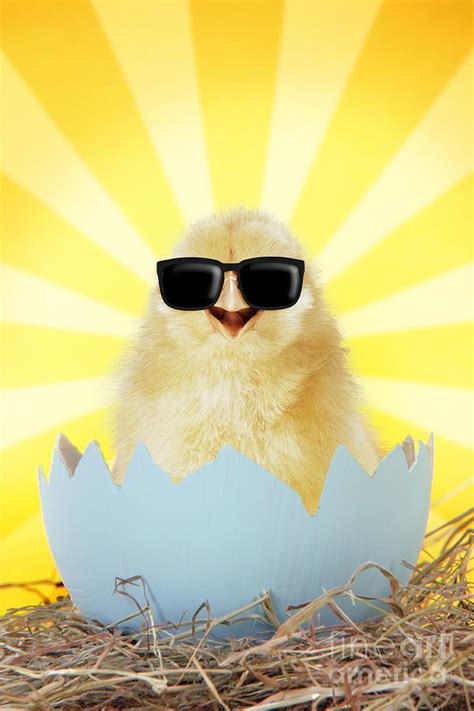 Chick Wearing Sunglasses Emerging From Egg Shell Photograph By John