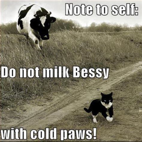 Cow And Cats Quotes Quotesgram
