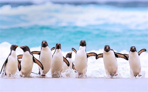 福克兰群岛，企鹅，2020年，必应，桌面预览