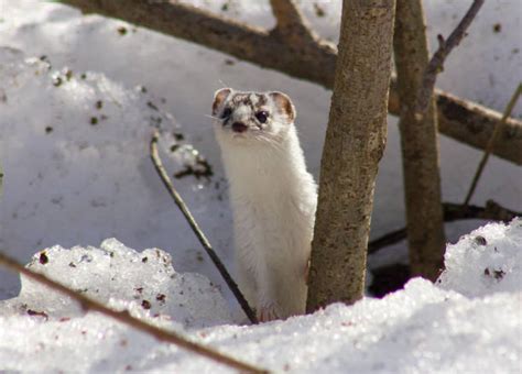 910 Snow Weasel Stock Photos Pictures And Royalty Free Images Istock