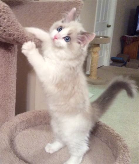 You can always do a search on google. Ragdoll Kittens for sale - Available Ragdoll Kittens ...