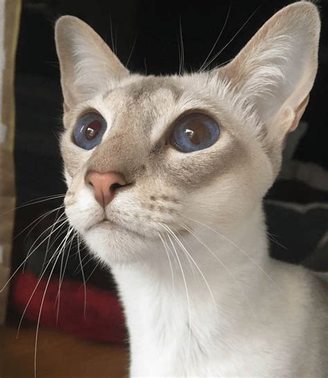 Meet The Stunning Cat Who Is Thriving Despite Having Flat Chested