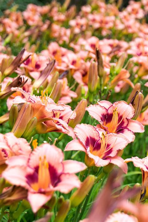 20 Best Perennial Flowers Ideas For Easy Perennial Flowering Plants