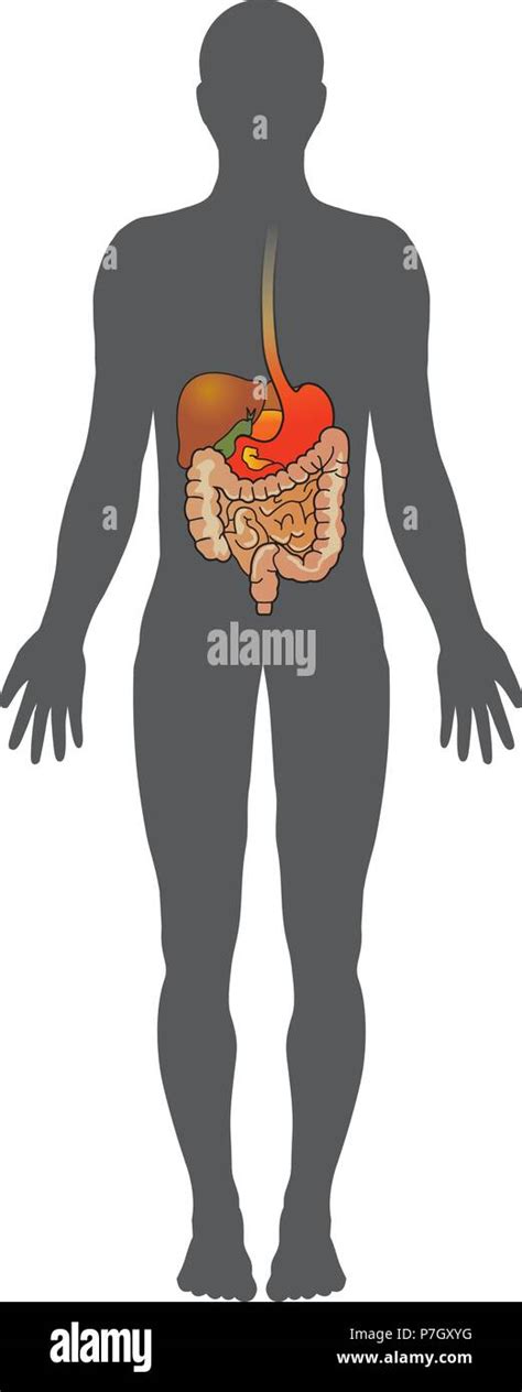 The Human Digestive System Consists Of The Gastrointestinal Tract Plus
