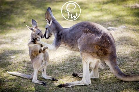 Baby Kangaroo Is Called Joey Female Kangaroos Can Care For 3 Joeys Of