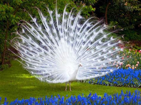 5 White Peacock Facts You Need To Know As A Peacock Lovers Hobi Ternak