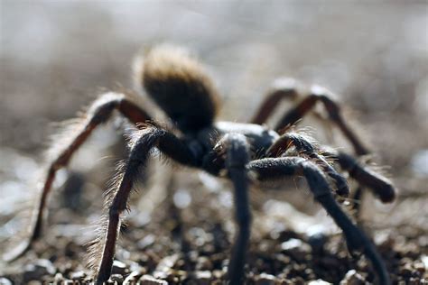 Why Are Bay Area Tarantulas Emerging From Their Burrows Sex Naturally Sfgate
