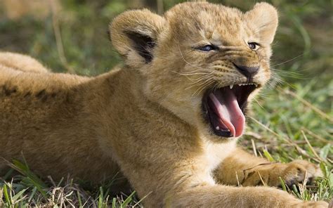 33 Cute Lion Cubs Wallpaper