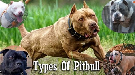 What Are The Different Types Of Pitbulls