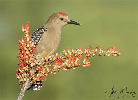 Gila Woodpecker Focusing On Wildlife