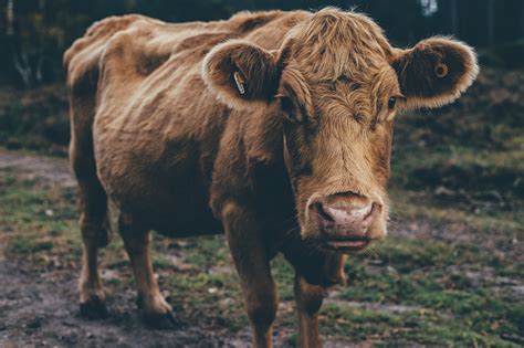Some have resorted to using automated halal if you quickly want to check if a stock is shariah compliant, then see if*: Une énergie moins chère et plus verte : le biométhane ...