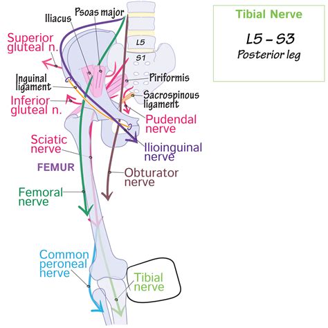 Gross Anatomy Glossary Deep Peroneal Nerve Ditki Medi