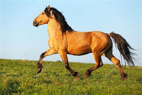 Free Horse Running Free In The Pasture Stock Photo By ©asyapozniak 59499355