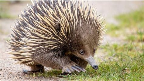 2 Mammals That Lay Eggs - Pets Lovers