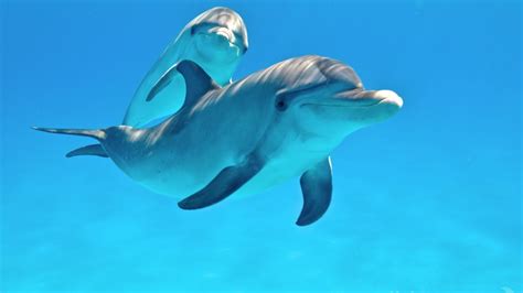 Fantastic Dolphin Touching Video 01 Incredible Youtube