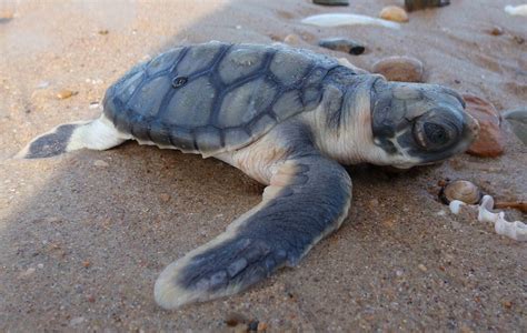 Flatback Sea Turtle Facts Pictures And Information For Kids And Adults