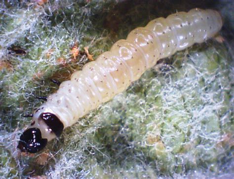 Insect eggs in your home or business could mean bad news. Ontario CropIPM