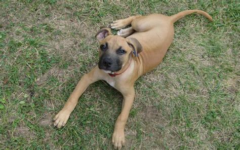 Black Mouth Cur Info Temperament Training Puppies Facts Pictures