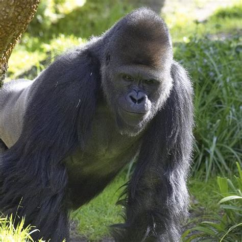 Western Gorilla Alchetron The Free Social Encyclopedia