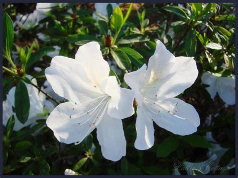 A profusion of white blooms cover this evergreen shrub in early spring, growing to a mature height of six to ten feet in height and five to seven feet in width. Azalea Rhododendron 'GG Gerbing' White Live Flowering ...