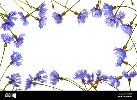 Background With Blue Cornflowers Close Up Stock Photo Alamy