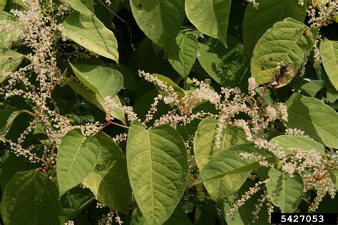 Japanese Knotweed Reynoutria Japonica