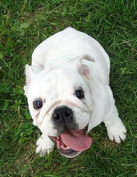 You will find english bulldog dogs for adoption and puppies for sale under the listings here. English Bulldog - The Happy Puppy Site