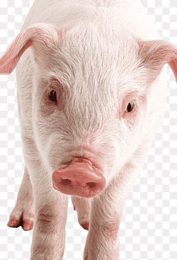 무료 다운로드 국내 돼지 돼지의 귀 주둥이 라이브 코 돼지 포유 동물 동물 주둥이 Png Pngwing