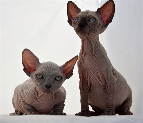Sphynx Kittens , Sphynx Cats - Indigo Sphynx Kittens ...