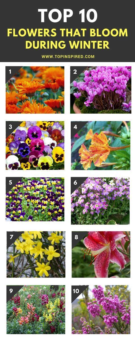 Top 10 Flowers That Bloom During Winter Winter Flowers Garden Winter