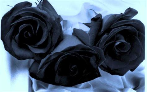 Let our trusted sympathy specialists help you pick the right arrangement & flowers. Black Rose Symbolism In Modern Fiction, Politics & Romance ...