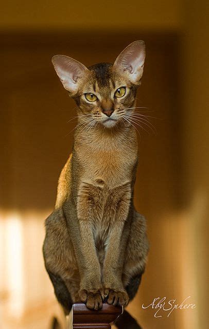 Besonders auffallend sind bei der singapura die großen. Pin auf Bengal und andere Katzen