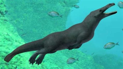 Fossil Of Four Legged Whales Found In Peru Kiwi Kids News