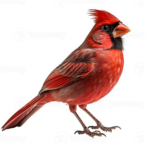 Beautiful Northern Cardinal Bird On Transparent Background Ai