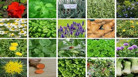 Importance Of Medicinal Plants Names And Benefits Gardening At