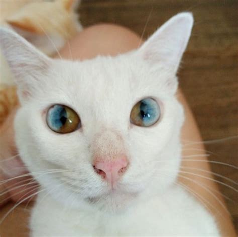 Gorgeous Cat Has Magically Beautiful Eyes That Are Each Two Different