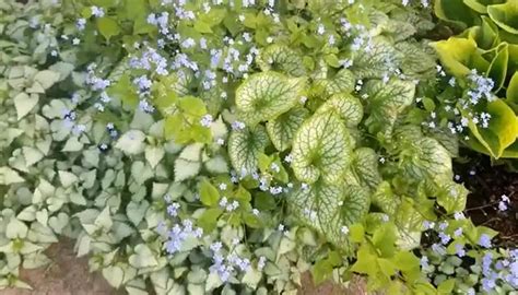3 Common Brunnera Jack Frost Problems Which You Should Know