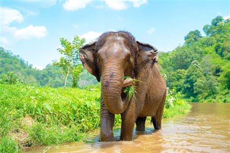 What do elephants eat? Study shows they have unique dietary preferences
