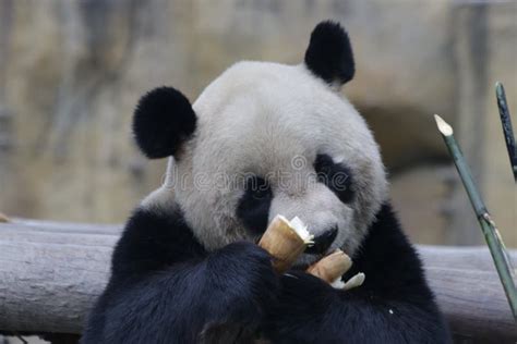 Giant Panda In Chengdu China Stock Photo Image Of Panda Giant