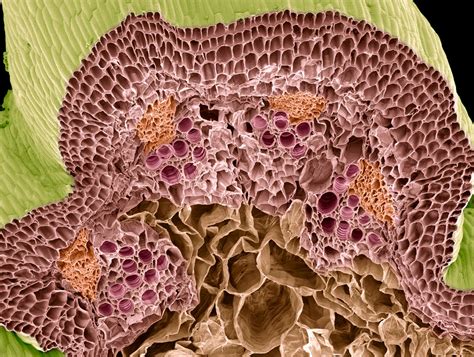 Vascular Tissue Plant Definition Function Types Biolo