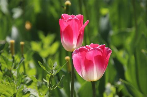 Tulipanes Flores Campo Foto Gratis En Pixabay Pixabay
