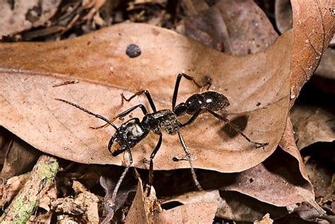 What Is The Worlds Largest Species Of Ant