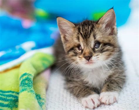 5 Week Old Kittens Found In Engine May Not See Well But Felt The Love Of Rescuers Cole